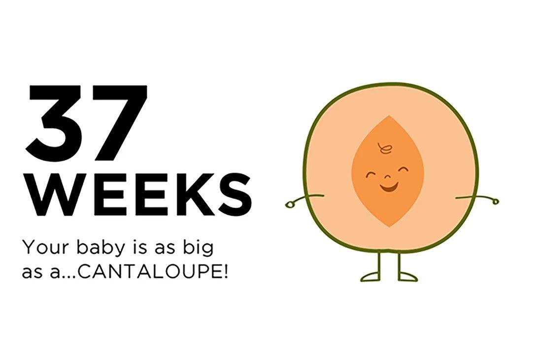 Un'illustrazione di un melone per rappresentare la dimensione di un bambino a 37 settimane di gravidanza