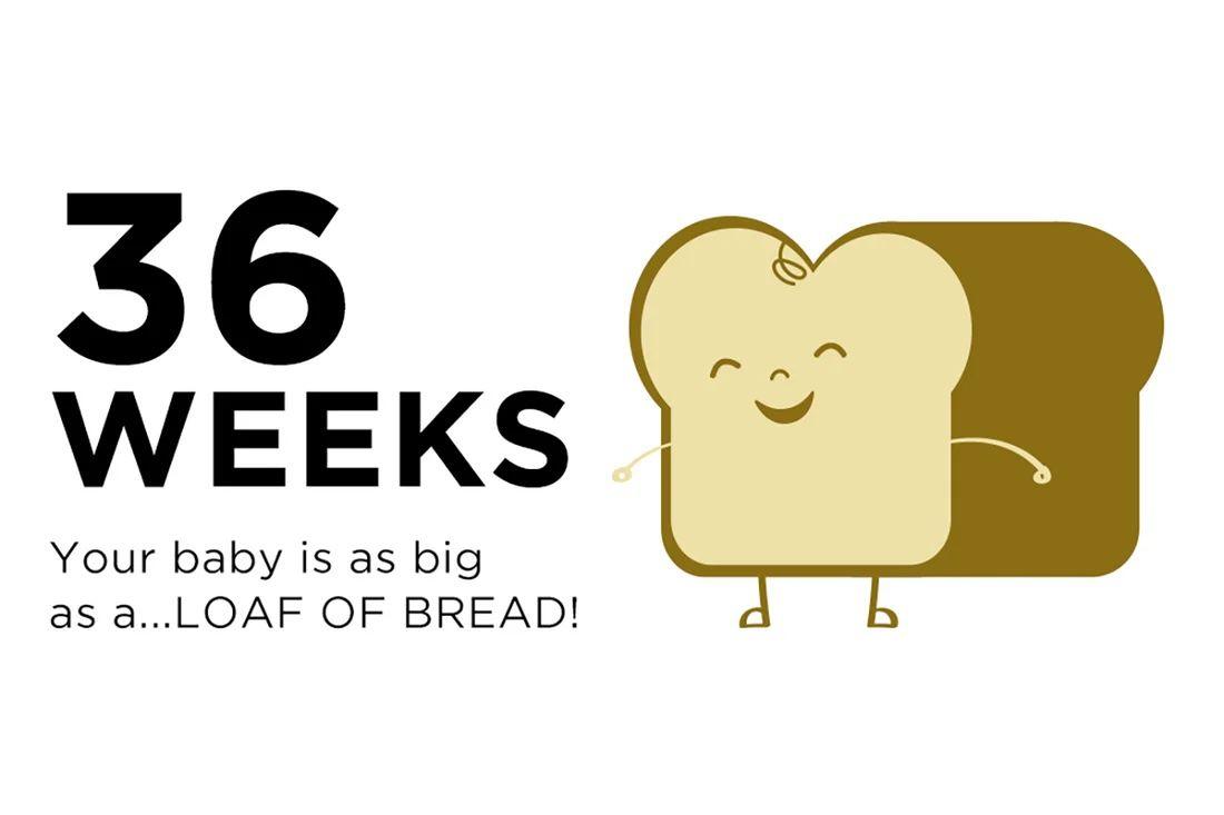 An illustration of a loaf of bread to how the size of a baby at 36 weeks pregnant