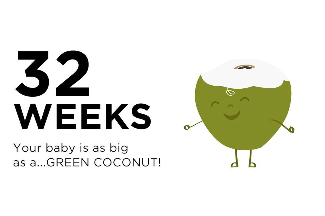 32 weeks pregnant your baby is the size of a green coconut